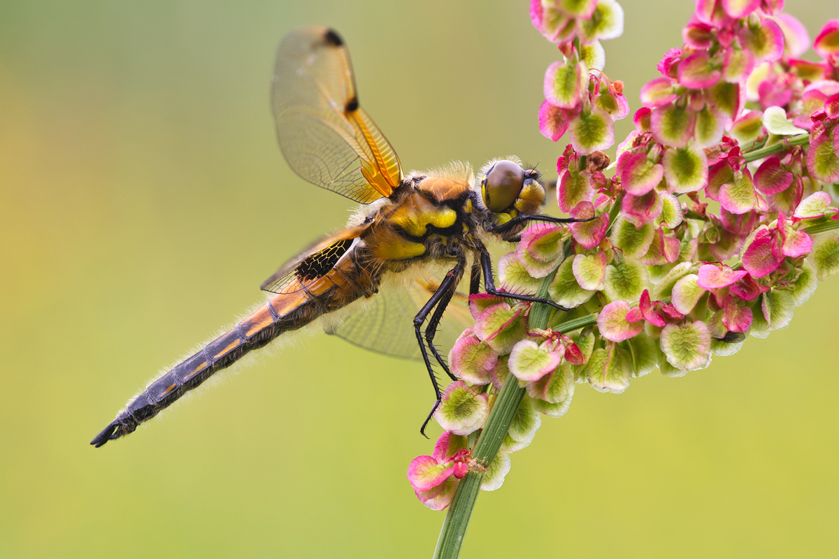 Four Spotted Chaser